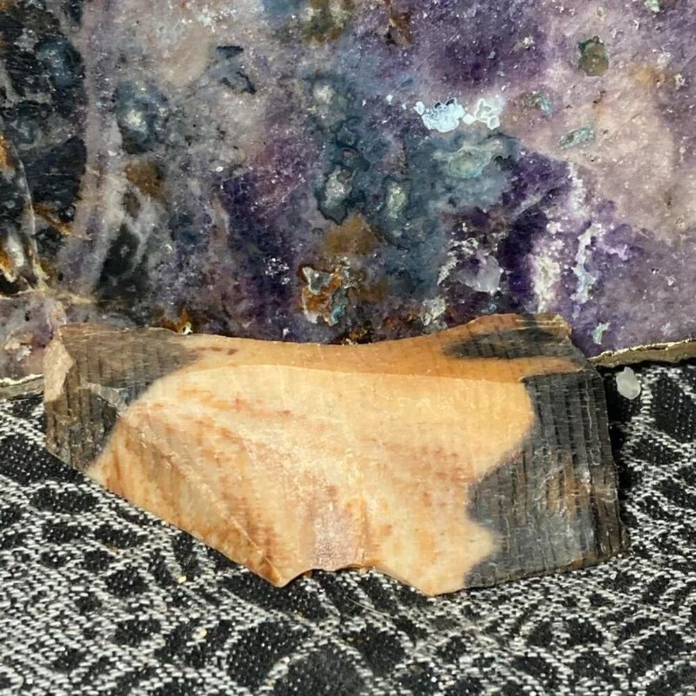 Ginkgo petrified forest pine wood slice